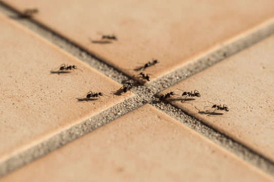 6 Ingrédients naturels efficaces contre les fourmis dans la maison - Terra Nostra