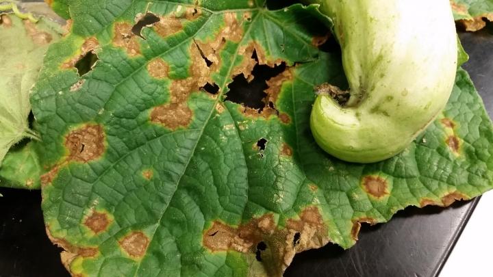 ANTHRACNOSE - MALADIE CRYPTOGAMIQUE