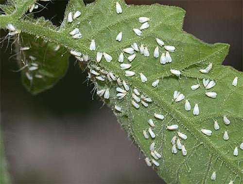 ALEURODES - INSECTES - Terra Nostra