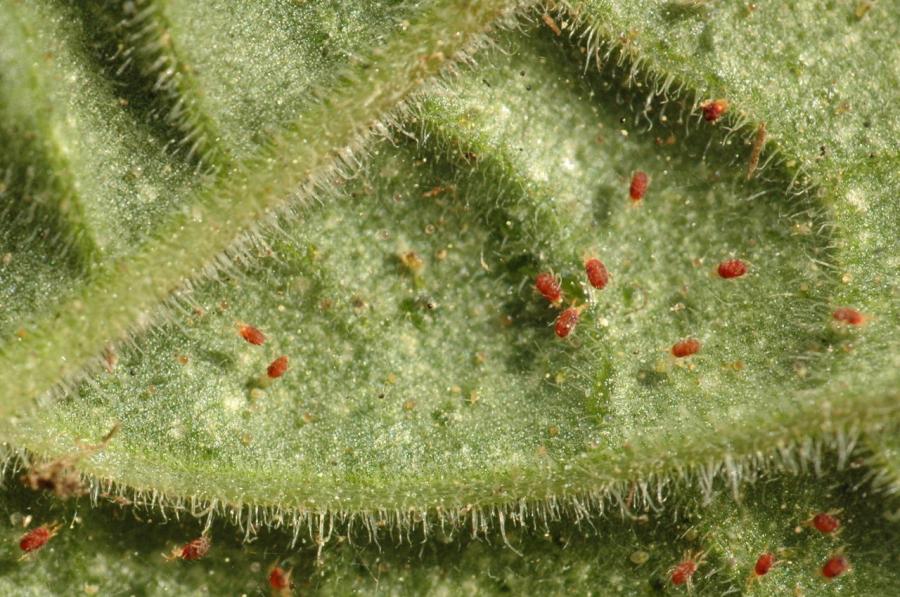 Araignées rouges : comment traiter naturellement les acariens au jardin ? - Terra Nostra