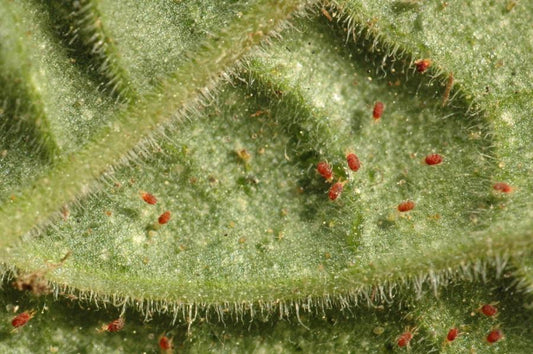 Araignées rouges : comment traiter naturellement les acariens au jardin ? - Terra Nostra