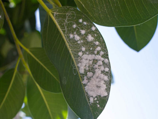 Cochenilles : comment traiter naturellement les insectes sur les plantes ? - Terra Nostra