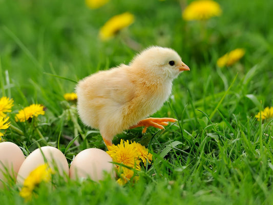 COMMENT UTILISER LA TERRE DE DIATOMÉE ? - Terra Nostra