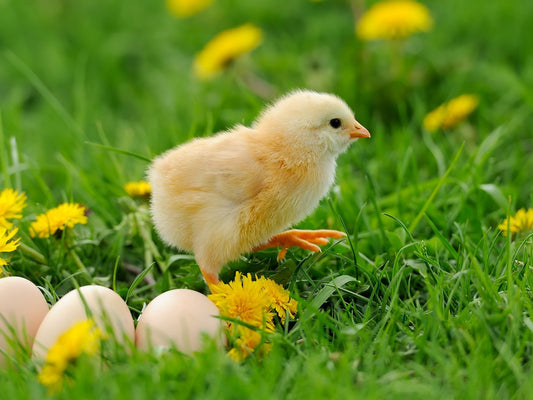 COMMENT UTILISER LA TERRE DE DIATOMÉE ? - Terra Nostra