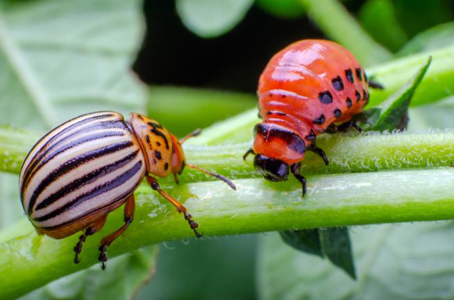 Doryphores : comment traiter naturellement les insectes des pommes de terre ? - Terra Nostra