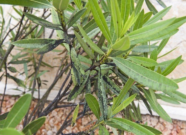 Fumagine : comment traiter naturellement cette maladie cryptogamique ? - Terra Nostra