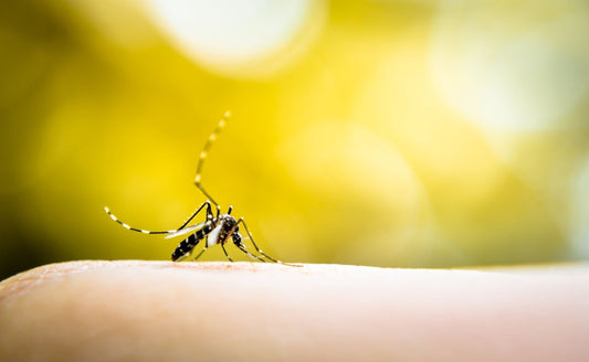 Moustique tigre : comment renforcer l’efficacité de son piège à moustiques naturellement ? - Terra Nostra