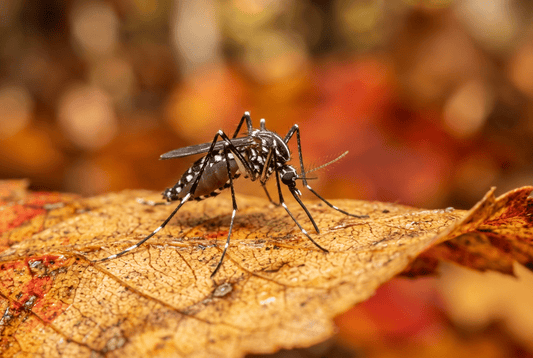 Moustiques tigres en automne : Comment s'en débarrasser ? - Terra Nostra