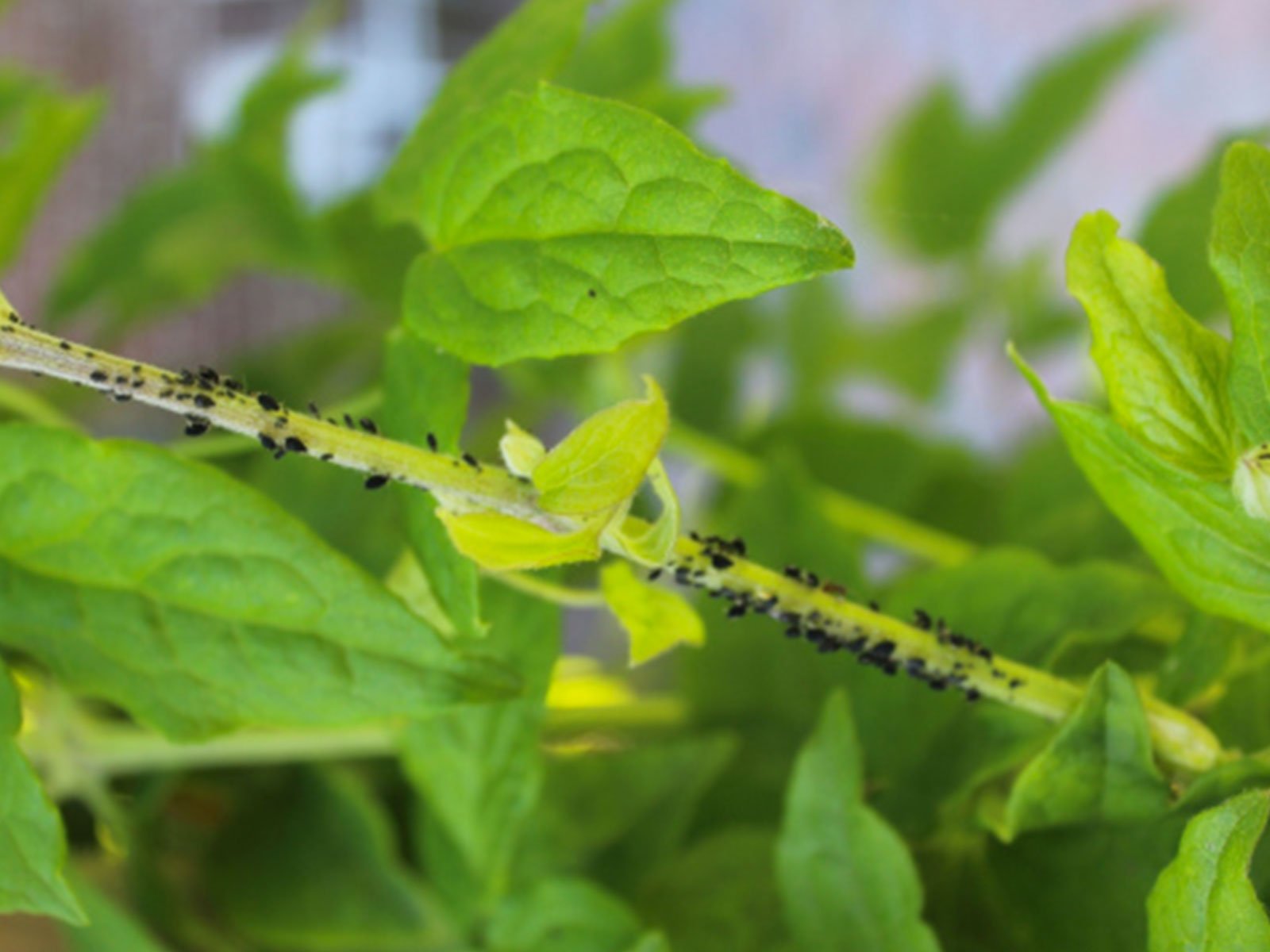 Pucerons : comment traiter naturellement les insectes au jardin ? - Terra Nostra