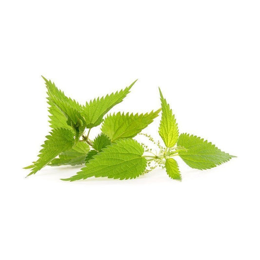 Purin d’Ortie : engrais naturel et protection contre les maladies du jardin - Terra Nostra