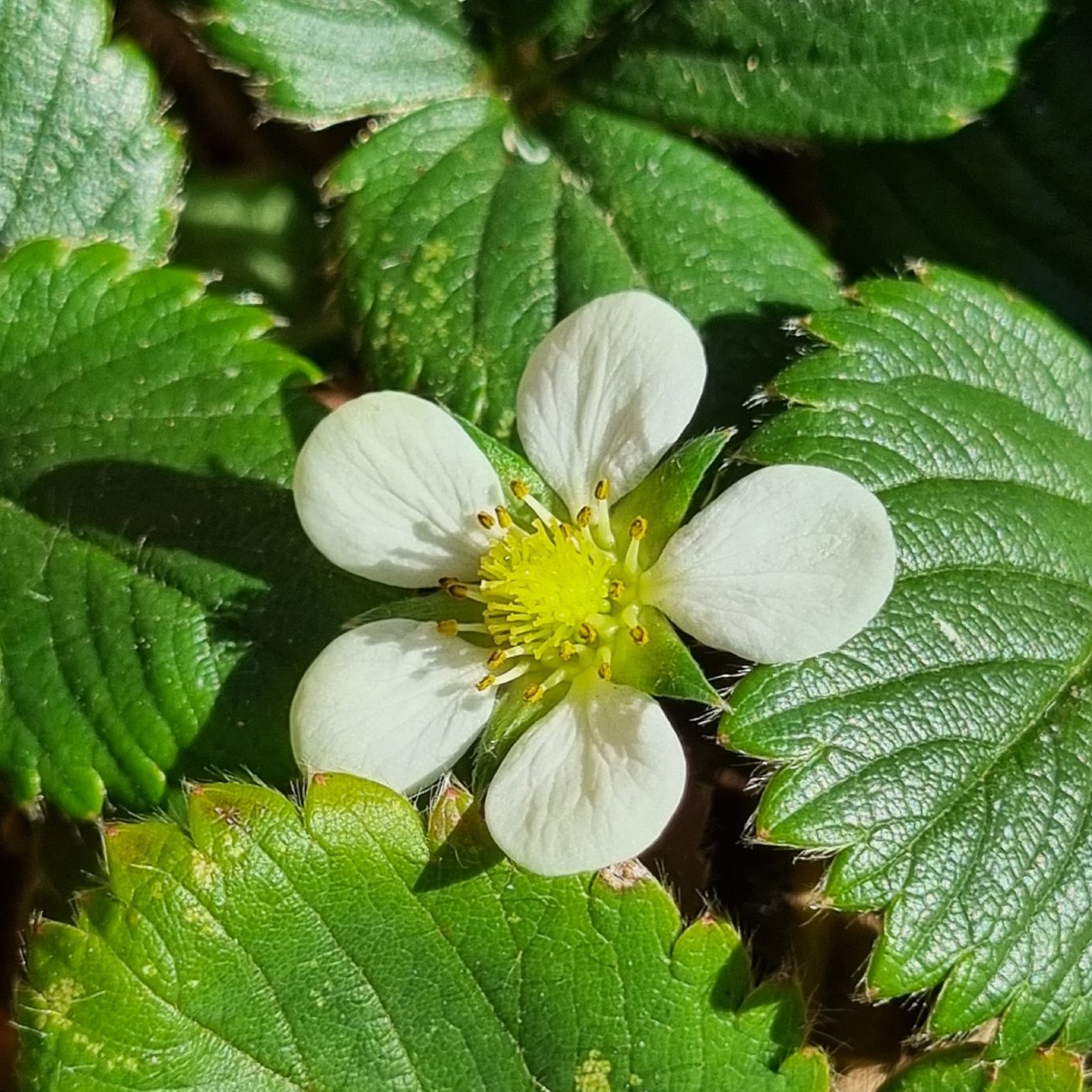 Engrais - Terra Nostra