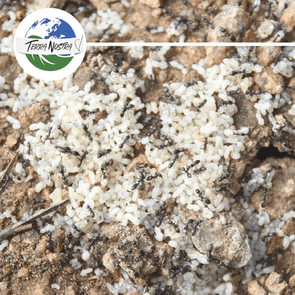 Anti Fourmis Naturel Barrière Répulsive Poudreuse ou Seau - Terra Nostra - insecticides a base de produits naturels