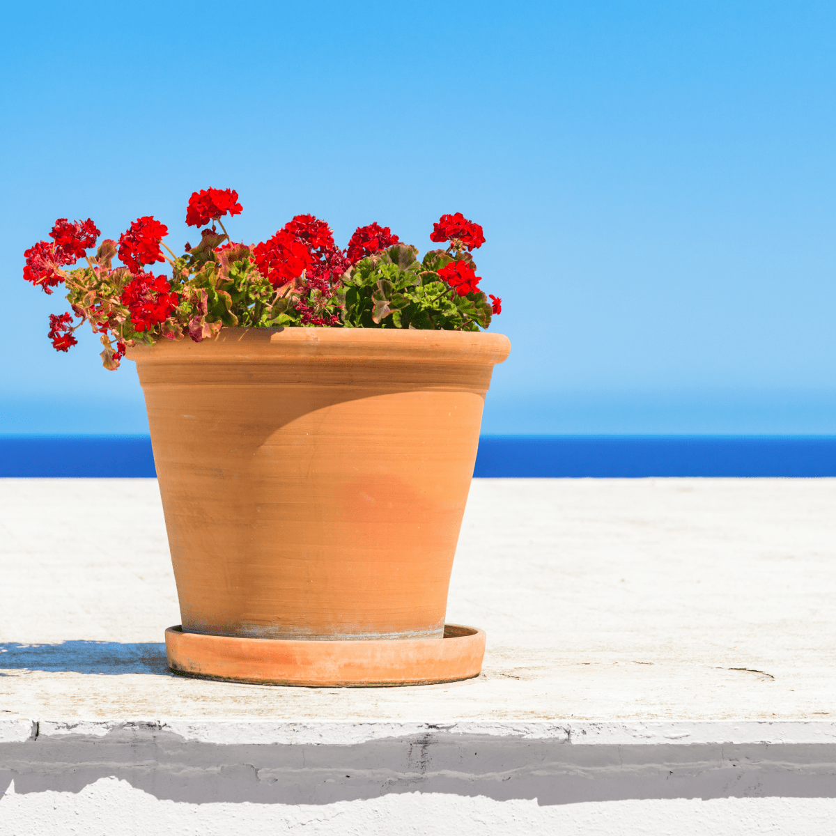 Piège à Larves de Moustiques Terra Nostra – Spécial Coupelle de Pot de Fleurs - Terra Nostra - insecticides a base de produits naturels