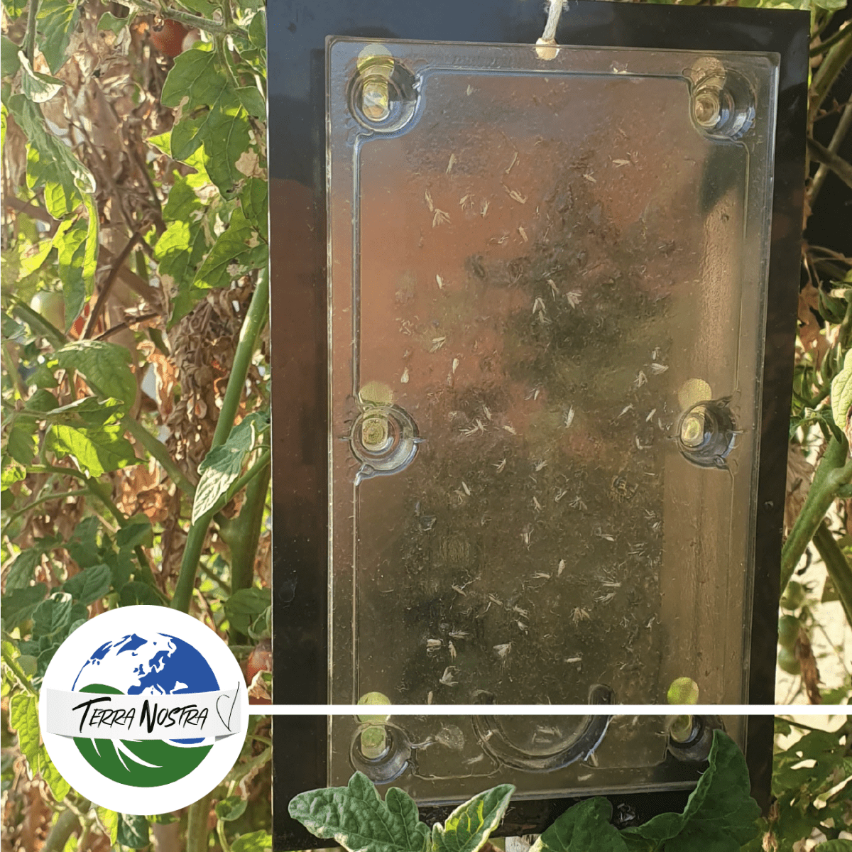 Piège Carpocapse des Prunes x2 Plaques - Terra Nostra - insecticides a base de produits naturels