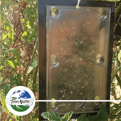 Piège Carpocapse des Prunes x2 Plaques - Terra Nostra - insecticides a base de produits naturels